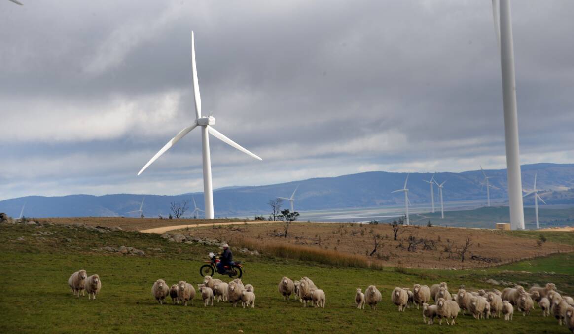 A farmer mustering lambs and ewes with wind turbines in the distance at his property in Tarago, NSW. File picture by Michael Petey