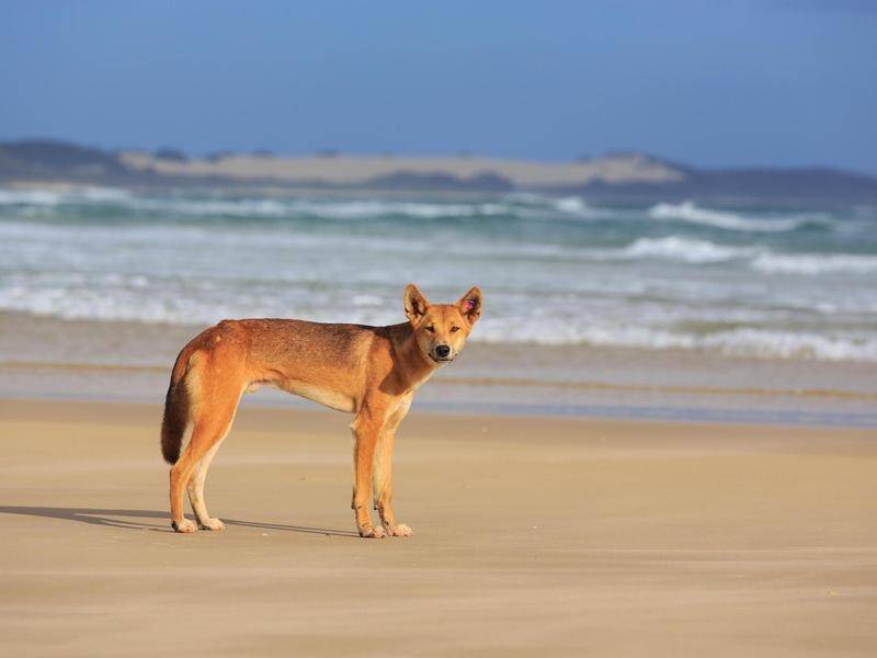 Rangers are working to confirm the identity of a dingo that bit a young girl at a Queensland beach. (HANDOUT/QUEENSLAND GOVERNMENT - DEPARTMENT OF ENVIRONMENT AND SCIENCE)